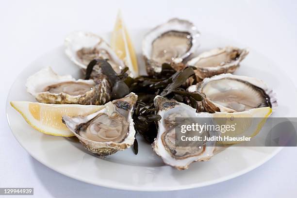 close up of plate of oysters - oyster stock-fotos und bilder