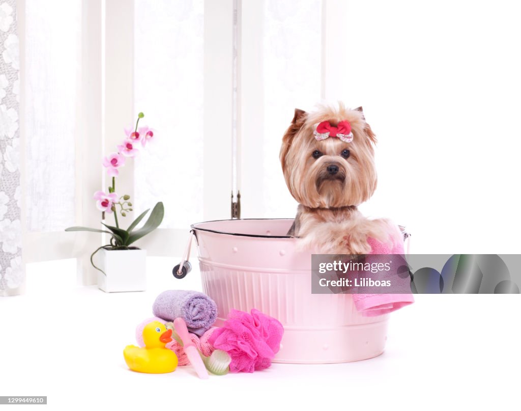 Yorkshire Terrier Hund in einer Waschwanne mit Blasen