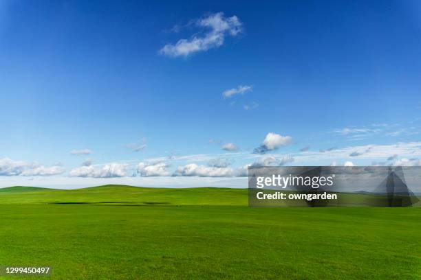 summer landscape with grass field and sky - 内モンゴル ストックフォトと画像