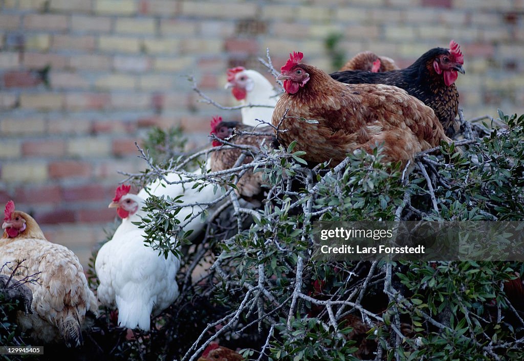 Chickens roosting on tree