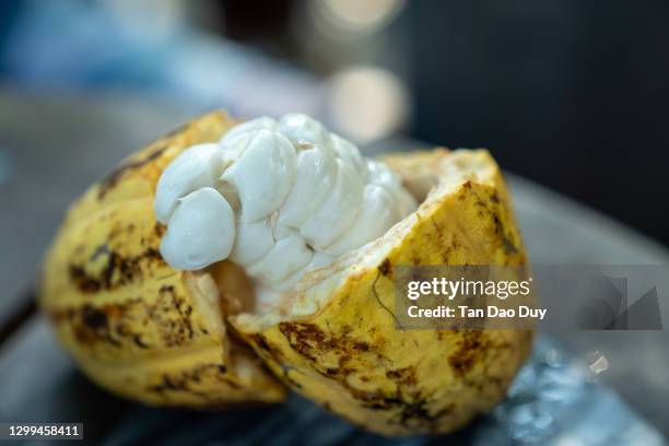 fresh cocoa fruit cut in half - cocoa pods from vietnam. - theobroma foto e immagini stock