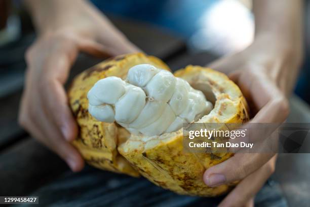 fresh cocoa fruit cut in half - cocoa pods from vietnam. - カカオの実 ストックフォトと画像