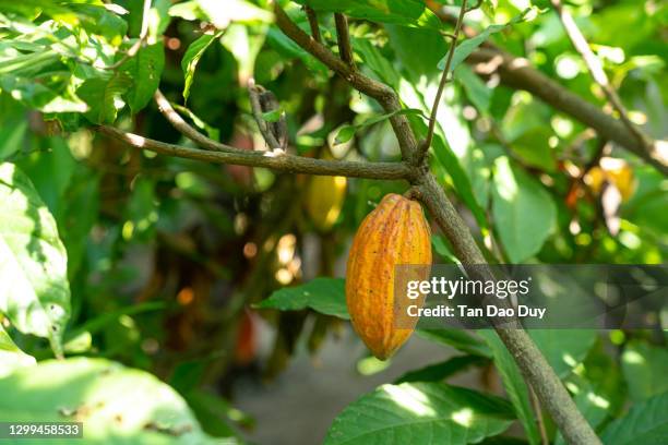 cocoa pots from vietnam - polvo de cacao fotografías e imágenes de stock