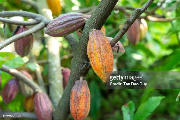 cocoa pots from vietnam - cocoa plantation stock-fotos und bilder