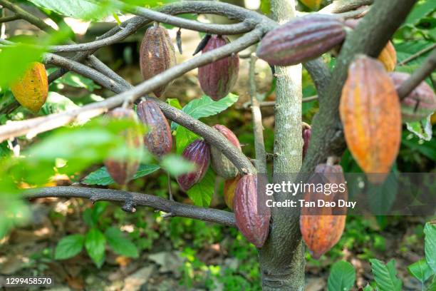 cocoa pots from vietnam - cocoa plantation stock-fotos und bilder