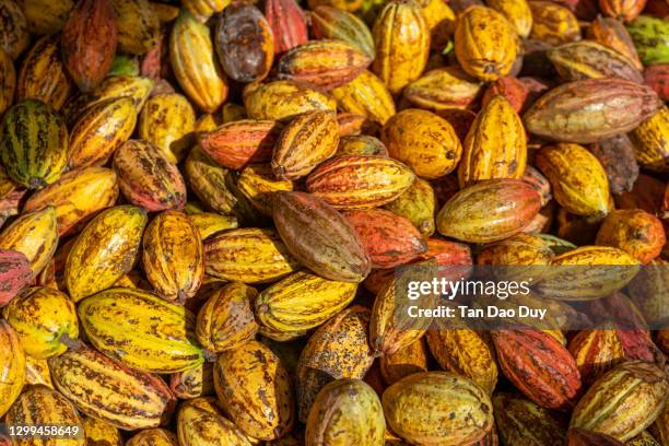 cocoa pots from vietnam - cocoa plantation stock-fotos und bilder