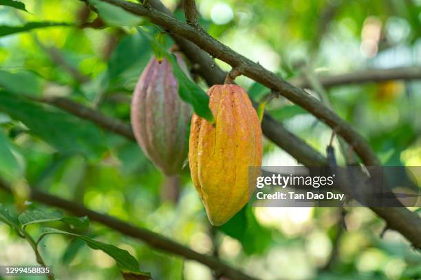 cocoa pots from vietnam - cacao beans stock pictures, royalty-free photos & images