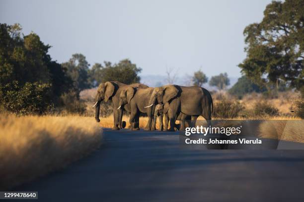 elephants crossing the road - kruger national park stockfoto's en -beelden