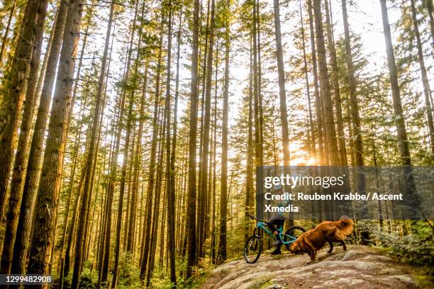 mountain biker pauses on rock slab, in deep forest environment - brockenbahn stock-fotos und bilder