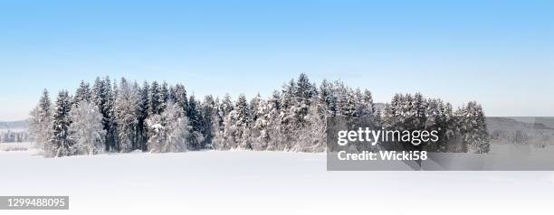 wunderschönes alpines winterwaldpanorama - landscape forest blue sky stock-fotos und bilder