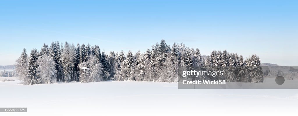 Beautiful alpine winter forest panoramic