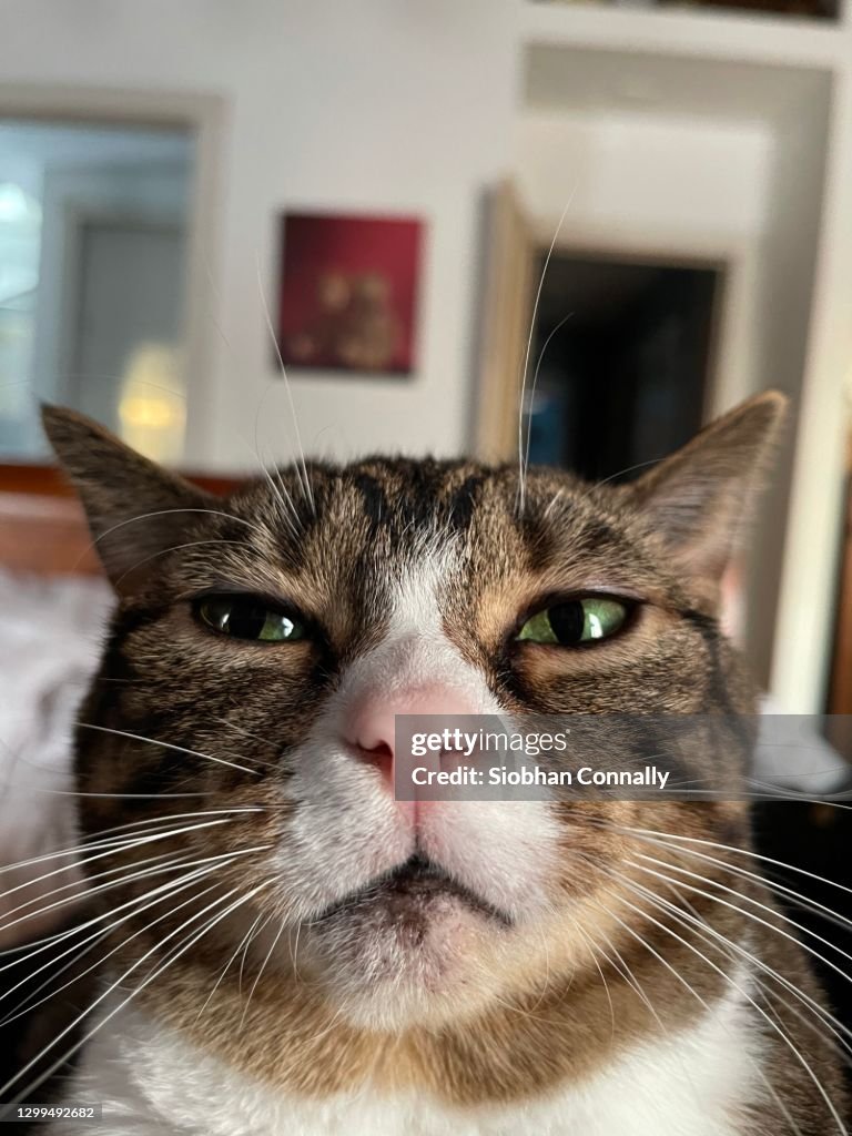 Cat in your face
