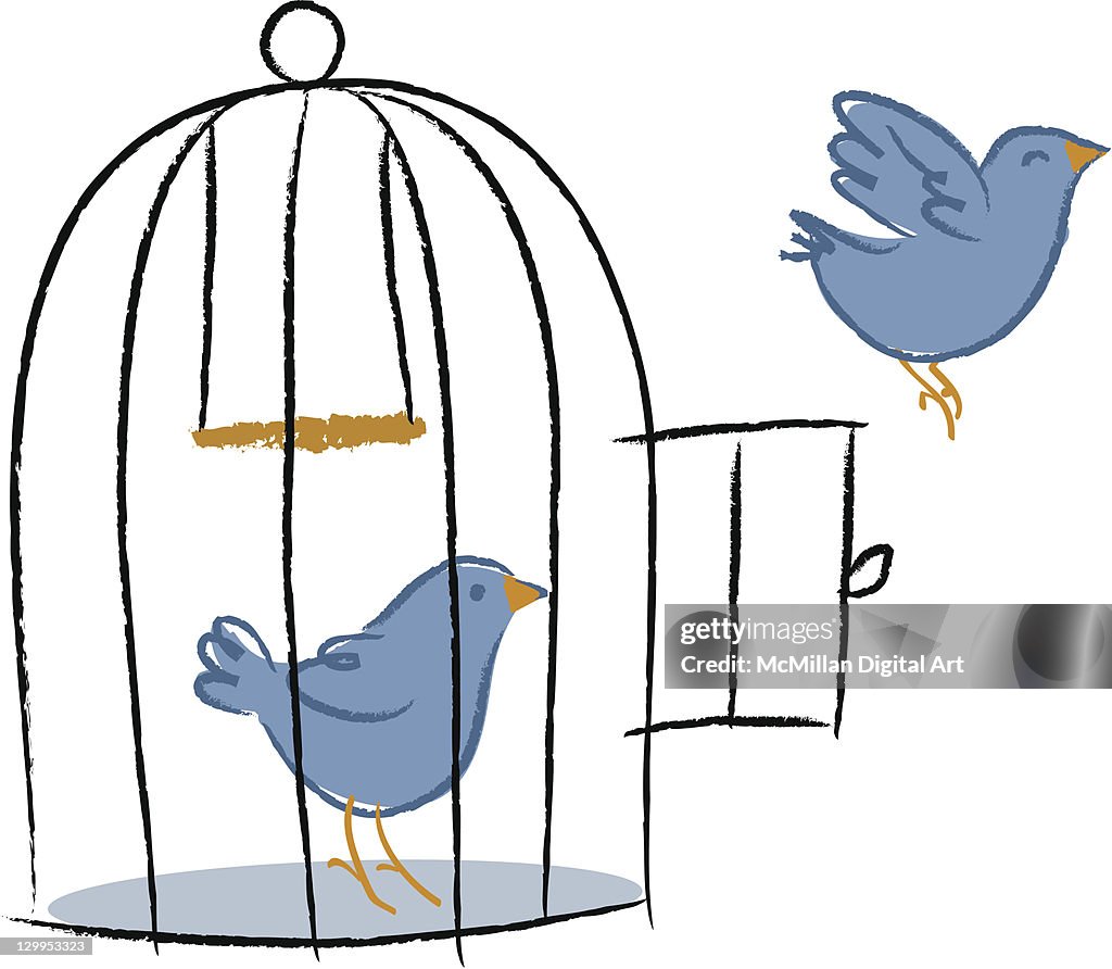 Two birds, one bird flying out of birdcage