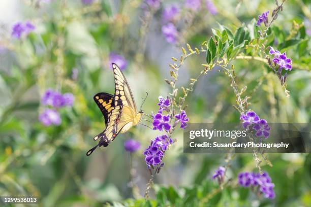 swallowtail butterfly in duranta flowers - swallowtail butterfly stock pictures, royalty-free photos & images