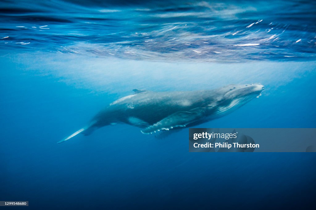 Humpback whale swimming to the surface of the open blue ocean