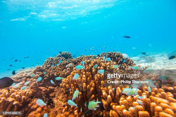 tropical fish inhabiting a hard coral reef ecosystem - aquatic organism stock pictures, royalty-free photos & images