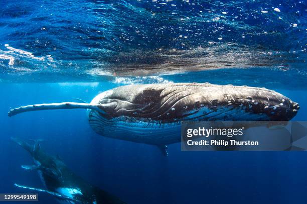 close up of humpback whales swimming below the surface of the open blue ocean - whale breaching stock pictures, royalty-free photos & images