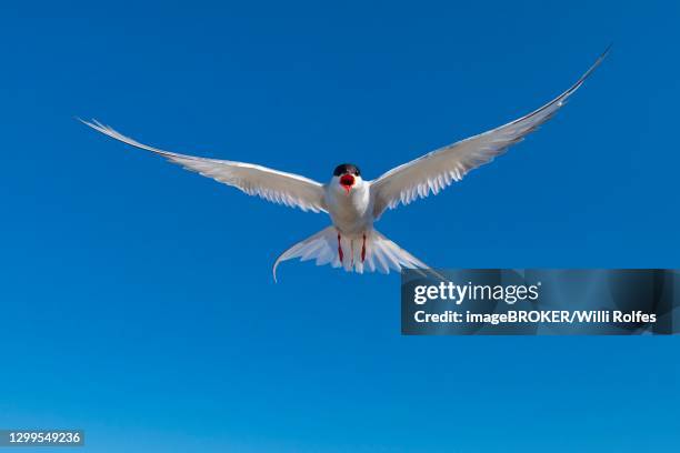 arctic tern (sterna paradisaea) in flight, calling, eidersperrwerk, toenning, schleswig-holstein, germany - shallow 2018 song stock pictures, royalty-free photos & images
