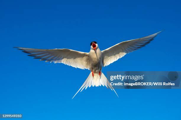 arctic tern (sterna paradisaea) in flight, calling, eidersperrwerk, toenning, schleswig-holstein, germany - shallow 2018 song stock pictures, royalty-free photos & images