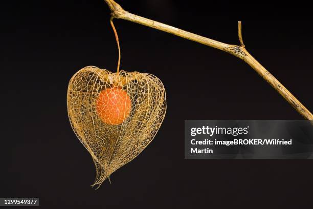 bladder cherry (physalis alkekengi), net structure of the calyx and fruit of the jewish cherry, hesse, germany - physalis stock pictures, royalty-free photos & images