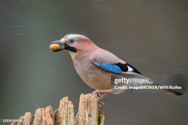 eurasian jay (garrulus glandarius) with acorn, winter, snow, feeding, germany - gaai stockfoto's en -beelden