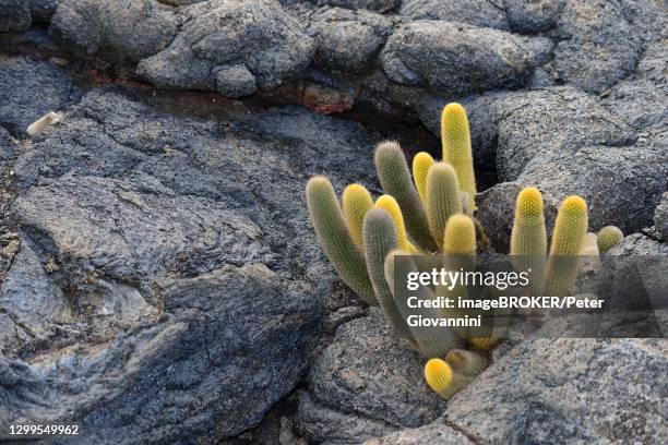 lava cactus (brachycereus nesioticus), fernandina island, galapagos, ecuador - lava cacti brachycereus nesioticus stock pictures, royalty-free photos & images