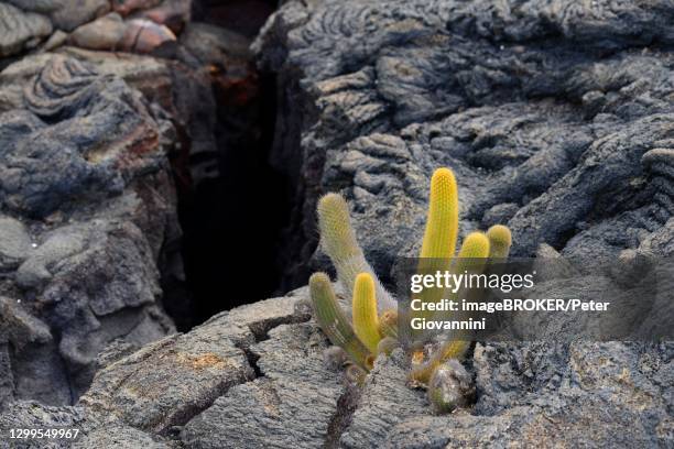 lava cactus (brachycereus nesioticus), fernandina island, galapagos, ecuador - lava cacti brachycereus nesioticus stock pictures, royalty-free photos & images