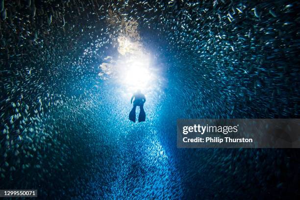 subacqueo libero sagomato che nuota attraverso la scuola di pesci nella grotta sottomarina in luce intensa - immersione foto e immagini stock