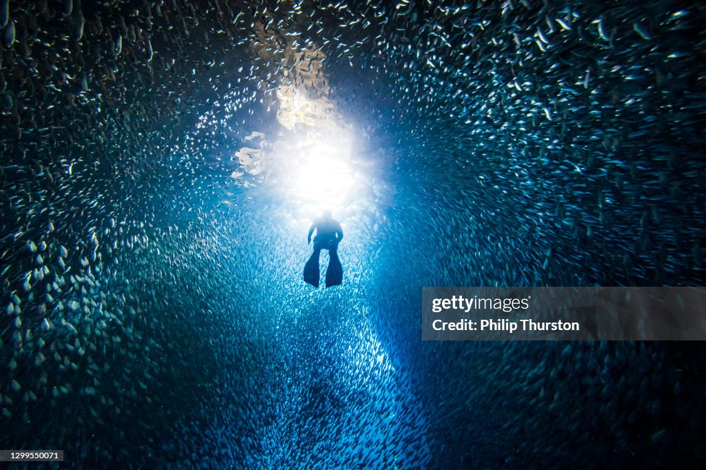 Silhouetted free diver swimming through school of fish in underwater cave into bright light