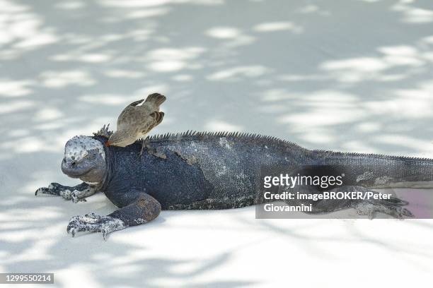darwin finch or galapagos finch (geospizini) sitting on a sea lizard (amblyrhynchus cristatus), santa cruz island, galapagos, ecuador - galapagos finch stock pictures, royalty-free photos & images