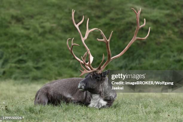 woodland caribou (rangifer tarandus caribou) resting in grass, kenai peninsula, alaska, usa - woodland caribou stock pictures, royalty-free photos & images