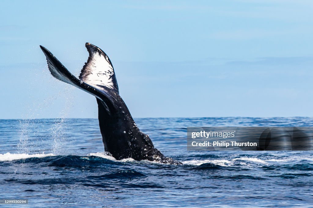 Knölval som bryter och ytaktivitet