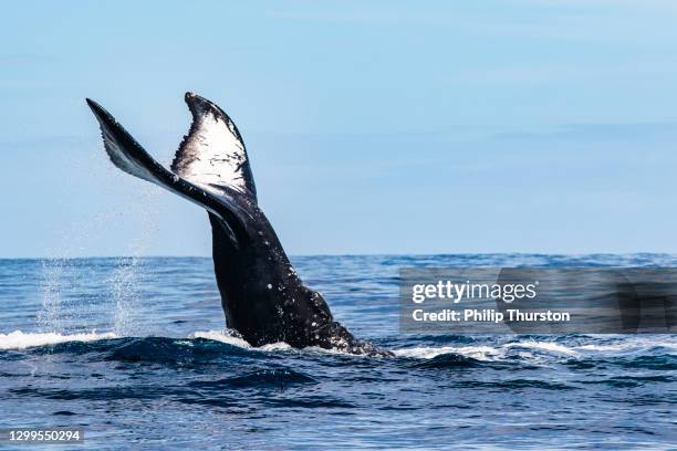 knölval som bryter och ytaktivitet - stjärtfena bildbanksfoton och bilder