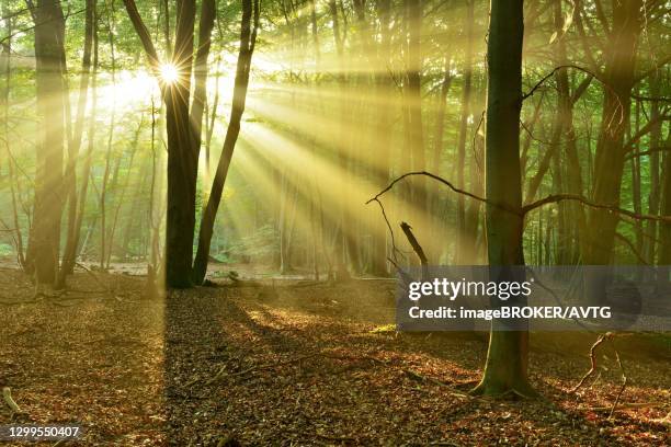 light-flooded untouched beech forest with lots of dead wood in the early morning, sun shines through fog, reinhardswald, hesse, germany - driftwood stock pictures, royalty-free photos & images