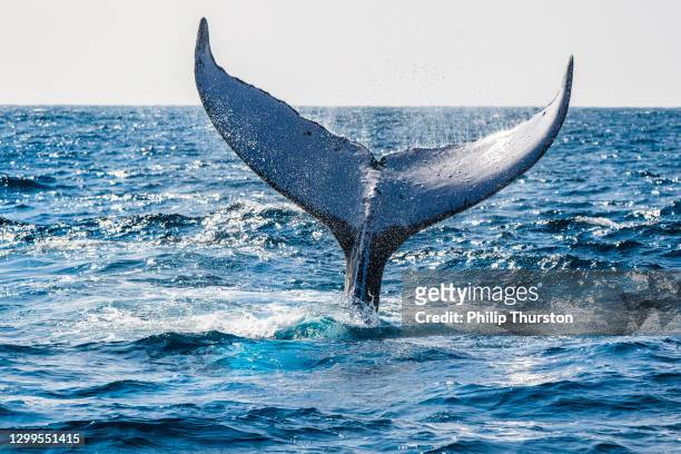 buckelwal-fluke während der oberflächenaktivität, während wal beobachten von einem boot im ozean - walflosse stock-fotos und bilder