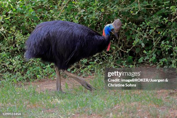 double-wattled cassowary (casuarius casuarius), adult, running - cassowary stock-fotos und bilder