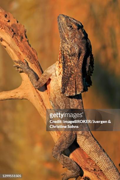 frill-necked lizard (chlamydosaurus kingii), adult, foraging, kangaroo island wildlife park, parndana, kangaroo island, south australia - frilled lizard stock-fotos und bilder