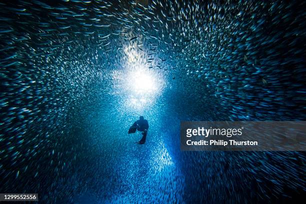 silhouetted free diver swimming through school of fish in underwater cave into bright light - competitive diving stock pictures, royalty-free photos & images