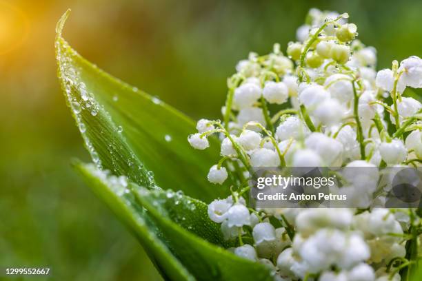bouquet of lilies of the valley close-up. beautiful spring flowers - lily of the valley imagens e fotografias de stock