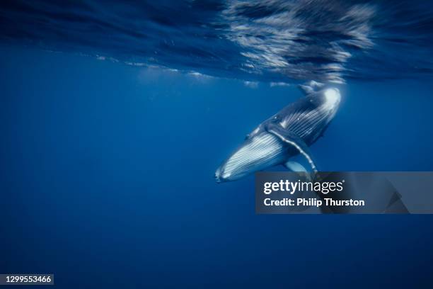 comportamiento de ballena jorobada bailando bajo la superficie del océano azul abierto - ballena fotografías e imágenes de stock