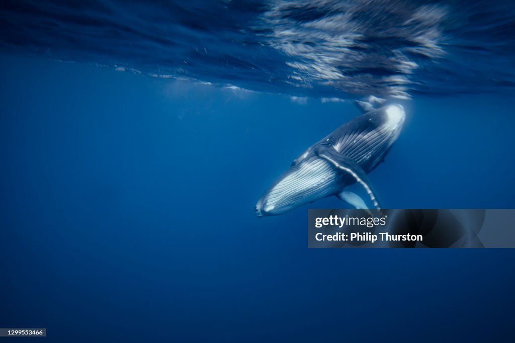 駝背鯨的行為在開闊的藍色海洋的表面下跳舞