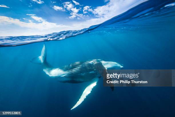 comportamiento de ballena jorobada bailando bajo la superficie del océano azul abierto - océano pacífico fotografías e imágenes de stock