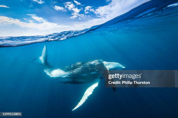 humpback whale behaviour dancing beneath the surface of the open blue ocean - images of whale underwater stock pictures, royalty-free photos & images