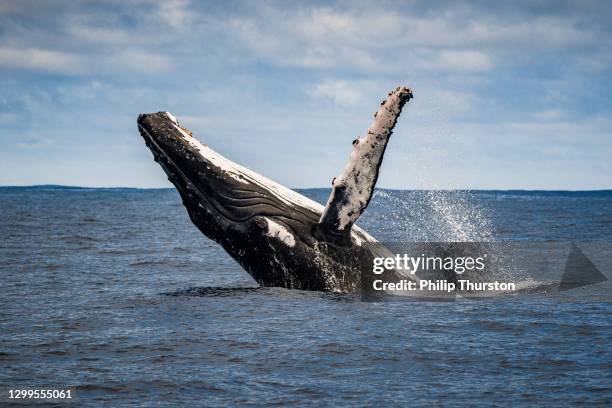 primer plano de la brecha de ballenas jorobadas y la actividad superficial - ballena fotografías e imágenes de stock