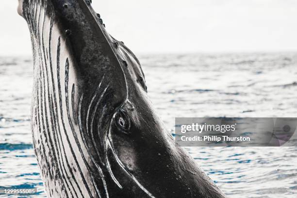 close up of humpback whale breaching and surface activity - polynesia stock pictures, royalty-free photos & images