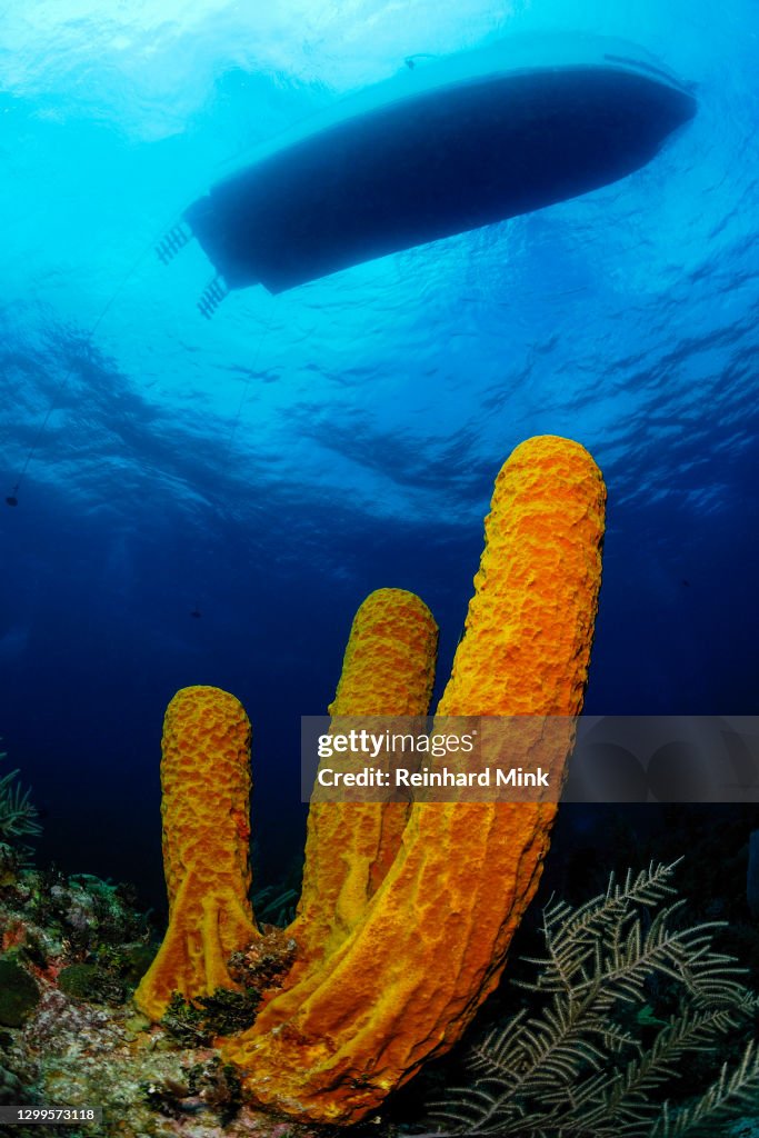 Caribbean Reef Scenery