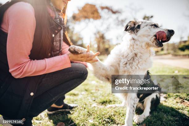 dog training session at the park - dog agility training stock pictures, royalty-free photos & images