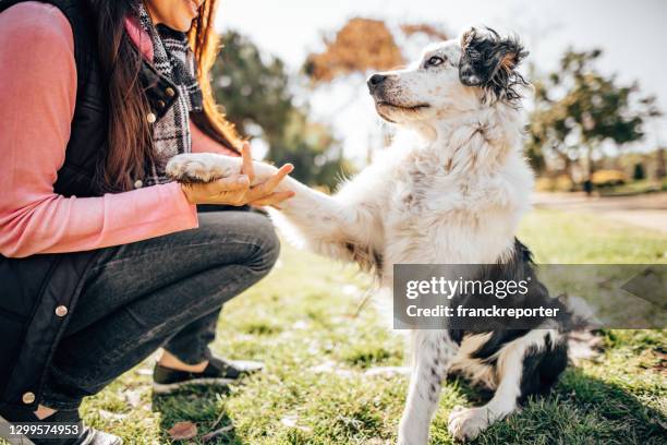 sesión de entrenamiento canino en el parque - sports training fotografías e imágenes de stock