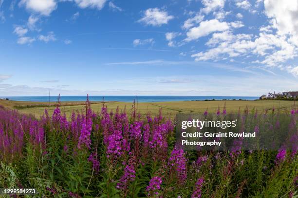 colourful landscape of great britain. - digitalis alba stock pictures, royalty-free photos & images