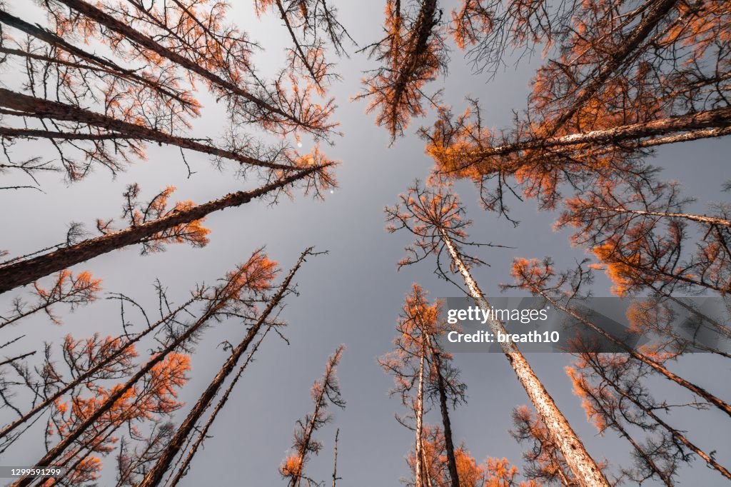 Looking up at trees and clear blue sky